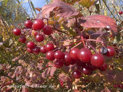 Gemeiner Schneeball (Viburnum opulus) 25 Foto W. Willner