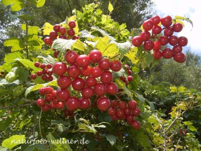 Gemeiner Schneeball (Viburnum opulus) 30 Foto W. Willner