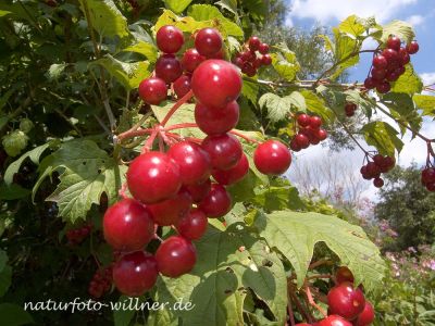 Gemeiner Schneeball (Viburnum opulus) 32 Foto W. Willner