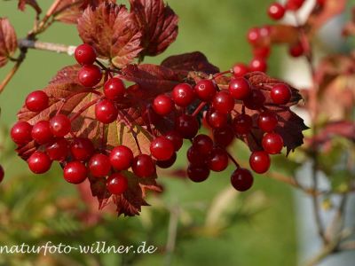 Gemeiner Schneeball (Viburnum opulus) 37 Foto W. Willner