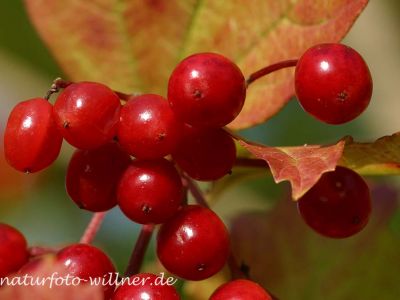 Gemeiner Schneeball (Viburnum opulus) 38 Foto W. Willner