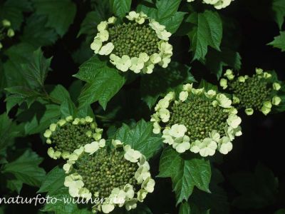 Gemeiner Schneeball (Viburnum opulus) 42 Foto W. Willner