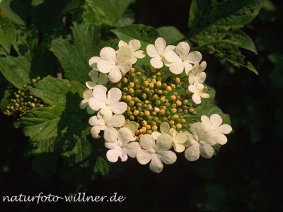 Gemeiner Schneeball (Viburnum opulus) 43 Foto W. Willner