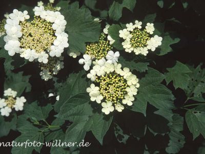 Gemeiner Schneeball (Viburnum opulus) 44 Foto W. Willner