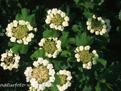 Gemeiner Schneeball (Viburnum opulus) 50 Foto W. Willner