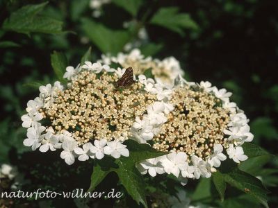 Gemeiner Schneeball (Viburnum opulus) 52 Foto W. Willner