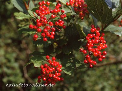 Gemeiner Schneeball Viburnum opulus Foto W. Willner 285