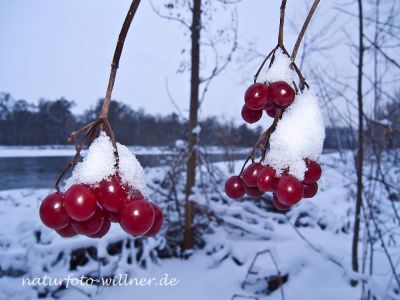 Gemeiner Schneeball (Viburnum opulus) Winter Foto W. Willner-10