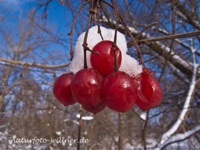 Gemeiner Schneeball (Viburnum opulus) Winter Foto W. Willner-12