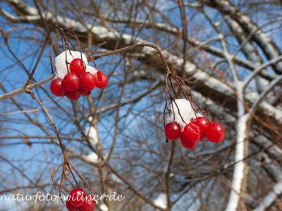 Gemeiner Schneeball (Viburnum opulus) Winter Foto W. Willner-4