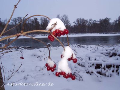 Gemeiner Schneeball (Viburnum opulus) Winter Foto W. Willner-6