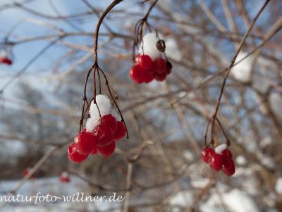 Gemeiner Schneeball (Viburnum opulus) Winter Foto W. Willner