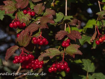 Gemeiner Schneeball (Viburnum opulusi) Foto W. Willner-11