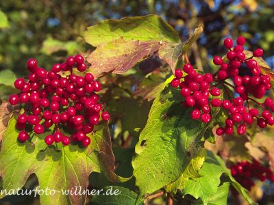 Gemeiner Schneeball (Viburnum opulusi) Foto W. Willner-17