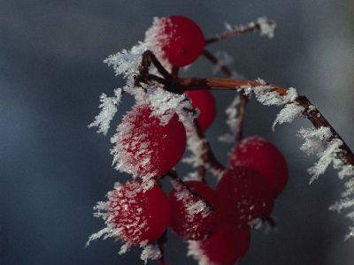 Gemeiner Schneeball (Viburnum opulusi) Foto W. Willner-8