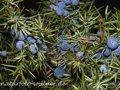Gemeiner Wacholder (Juniperus communis)