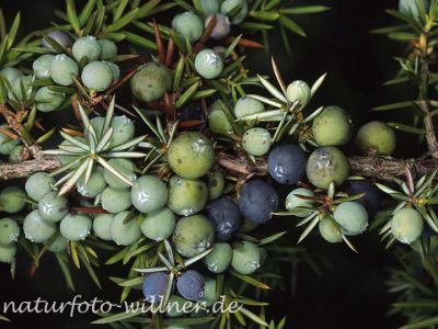 Gemeiner Wacholder (Juniperus communis)