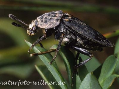 Gerippter Totenfreund 2 (Thanatophilus sinuatus) Foto W. Willner
