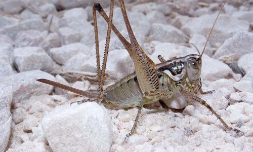 Gestreifte Südschrecke Foto W. Willner3