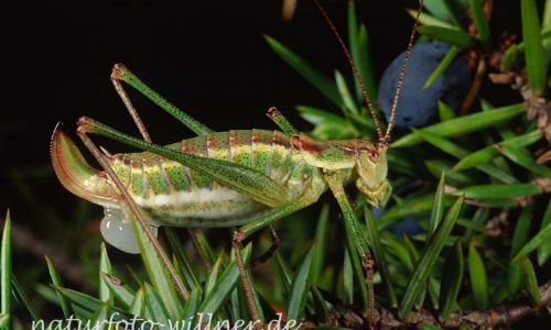 Gestreifte Zartschrecke Leptophyes albovittata Foto W. Willner-13