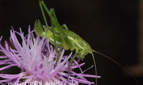 Gestreifte Zartschrecke Leptophyes albovittata Foto W. Willner-3