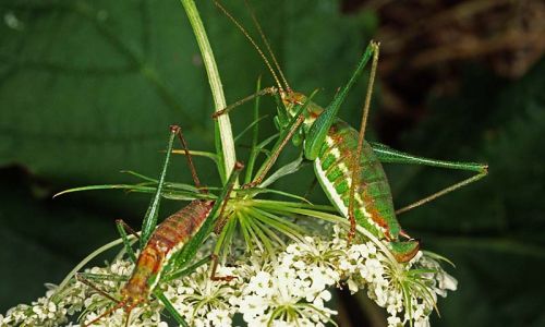 Gestreifte Zartschrecke Leptophyes albovittata Foto W. Willner-4-2