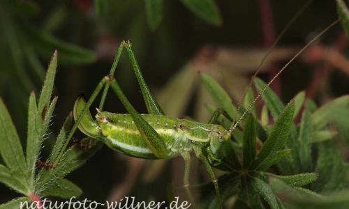 Gestreifte Zartschrecke Leptophyes albovittata Foto W. Willner-6