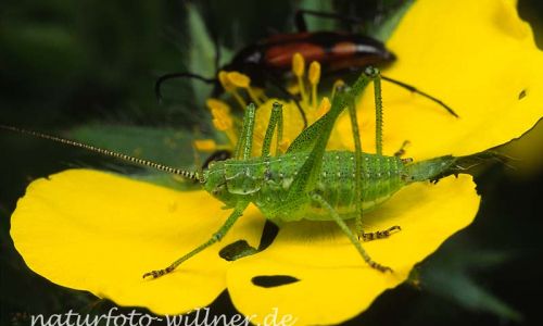 Gestreifte Zartschrecke Leptophyes albovittata Foto W. Willner-7