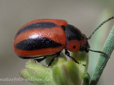 Gestreifter Raps-Blattkäfer, Entomoscelis adonidis P5060110