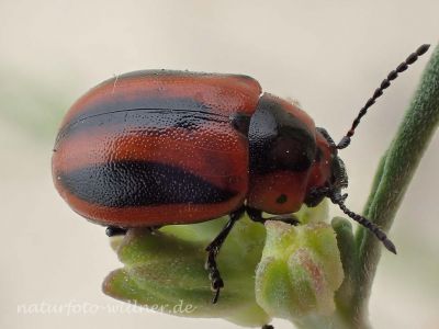 Gestreifter Raps-Blattkäfer, Entomoscelis adonidis P5060117