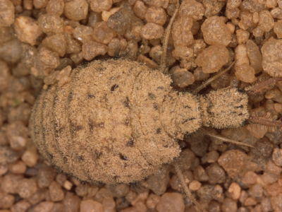 Ameisenjungfer (Myrmeleon  Naturfoto Willner Gewöhnliche Ameisenjungfer (Myrmeleon formicarius)