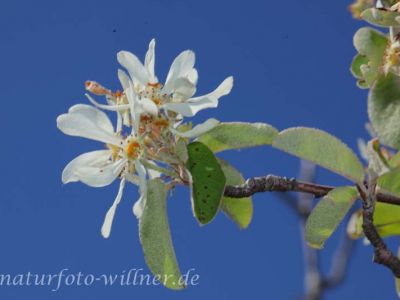 Gewöhnliche Felsenbirne (Amelanchier ovalis) Foto W. Willner-3