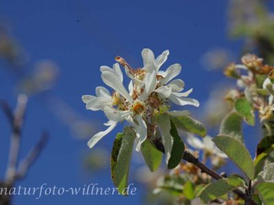 Gewöhnliche Felsenbirne (Amelanchier ovalis) Foto W. Willner