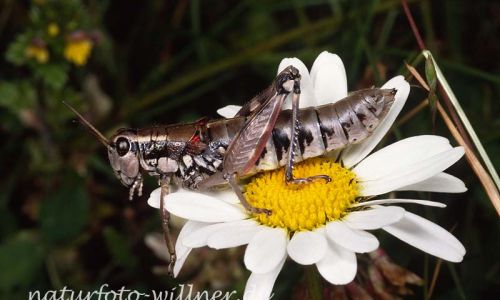 Gewöhnliche Gebirgsschrecke 1 (Podisma pedestris) Foto W. Willner