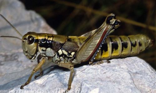 Gewöhnliche Gebirgsschrecke Podisma pedestris 1 Foto Wolfgang Willner Naturfoto-2