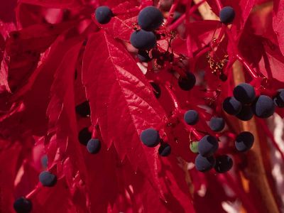 Gewöhnliche Jungfernrebe (Parthenocissus quinquefolia) Foto W. Willner-11