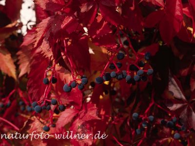 Gewöhnliche Jungfernrebe (Parthenocissus quinquefolia) Foto W. Willner-12