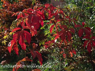 Gewöhnliche Jungfernrebe (Parthenocissus quinquefolia) Foto W. Willner-13
