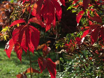 Gewöhnliche Jungfernrebe (Parthenocissus quinquefolia) Foto W. Willner-7