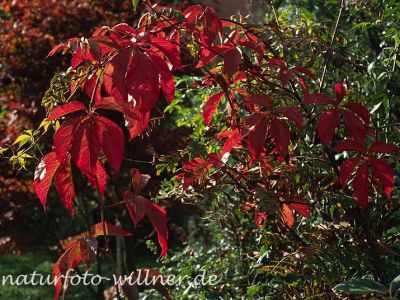 Gewöhnliche Jungfernrebe (Parthenocissus quinquefolia) Foto W. Willner-9