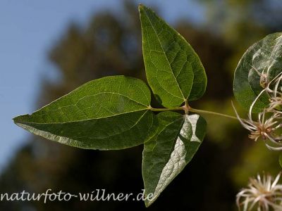 Gewöhnliche Waldrebe Clematis vitalba Foto Wolfgang Willner Naturfoto-5