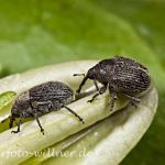 Gewöhnlicher Glockenblumenrüssler Cleopomiarus graminis Foto Wolfgang Willner Naturfoto-11
