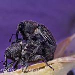 Gewöhnlicher Glockenblumenrüssler Cleopomiarus graminis Foto Wolfgang Willner Naturfoto-15