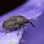 Gewöhnlicher Glockenblumenrüssler Cleopomiarus graminis Foto Wolfgang Willner Naturfoto-2