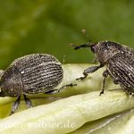 Gewöhnlicher Glockenblumenrüssler Cleopomiarus graminis Foto Wolfgang Willner Naturfoto-8