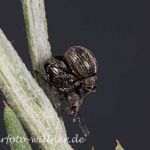 Gewöhnlicher Rundrüssler (Omias rotundatus) Foto W. Willner-4