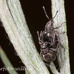 Gewöhnlicher Rundrüssler (Omias rotundatus) Foto W. Willner-7