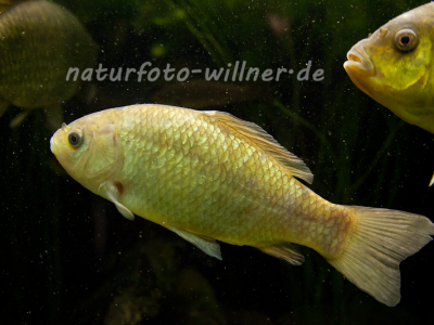 Giebel Carassius gibelio Foto Wolfgang Willner Naturfoto-11