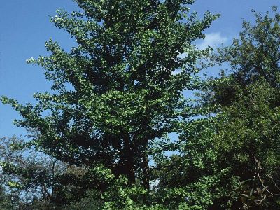 Ginkgobaum (Ginkgo biloba) Foto W. Willner-10