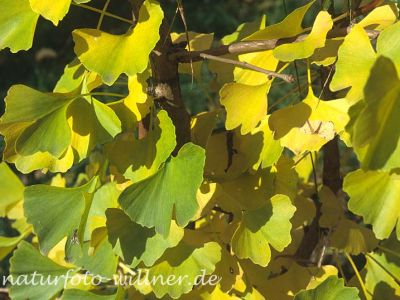 Ginkgobaum (Ginkgo biloba) Foto W. Willner-13